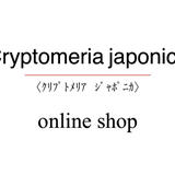 Cryptomeria japonica