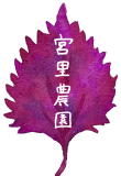 しがらき　宮里農園