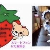 ストロベリーワゴン