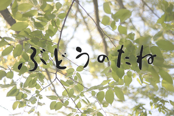 ぶどうのたね