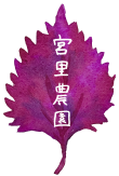 しがらき　宮里農園