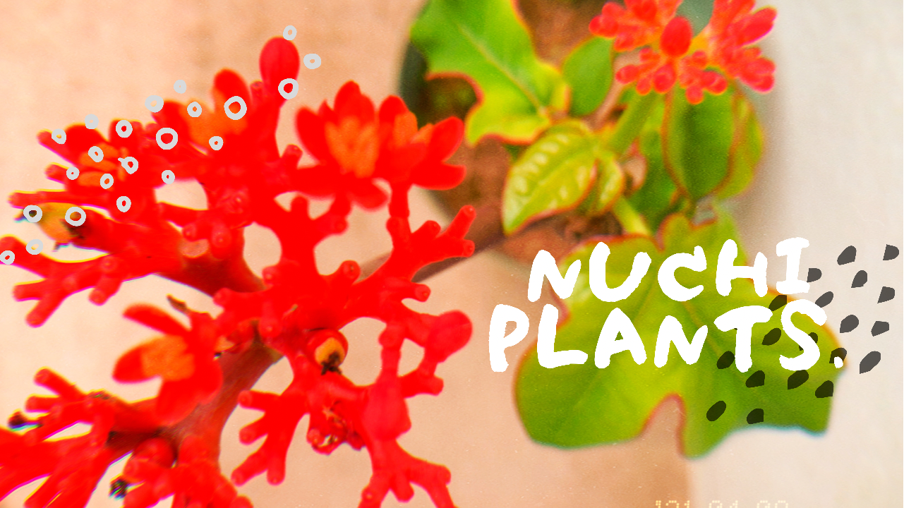 nuchi plants.