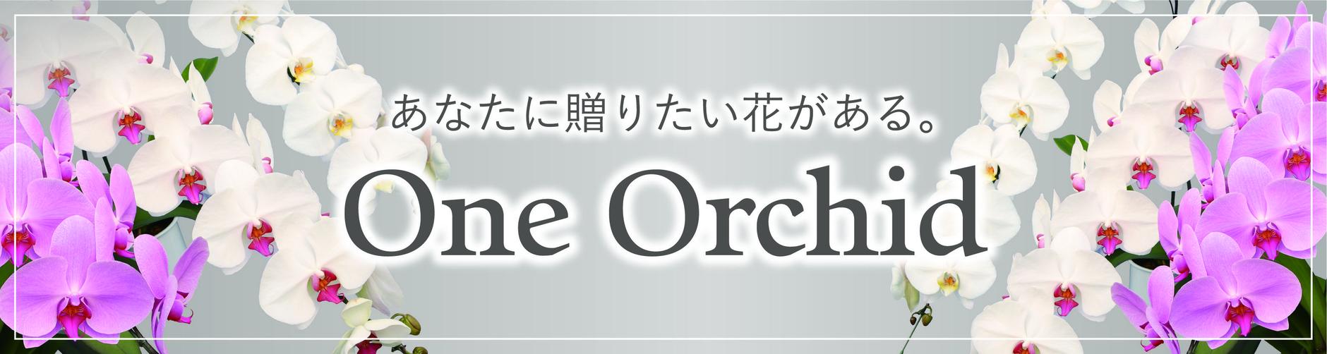 当店の思い 大輪コチョウランのネットショップ One Orchid ワンオーキッド