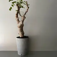 発根済 デロニクス プミラ BDP-09 | Botanical Holic