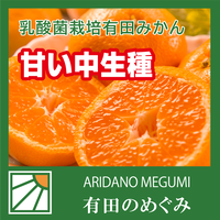 【送料無料】【甘い】有田みかん中生種【低農薬】【乳酸菌栽培】小傷あり 和歌山 谷本農園 有田のめぐみ（※北海道、沖縄+500円の送料を頂戴します）