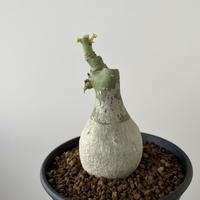 VALIEM ROUGH / BOWL Lsize【10/27販売の陶器鉢はお一人様ひとつまで...