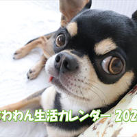 【予約販売】 チワワ犬のちわわん生活 2023年 壁掛けカレンダー KK23157
