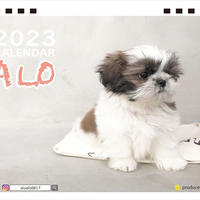 【予約販売】 シーズー犬のALO 2023年 卓上カレンダー TC23053