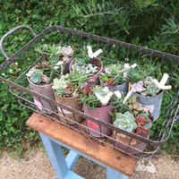 多肉植物のテラリウムキット Baumhome