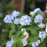 アジサイ レオン Coconiwa