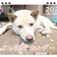 【予約販売】 犬のどん兵衛 2023年 卓上カレンダー TC23167