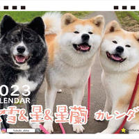 【予約販売】 秋田犬の吹雪＆星＆星蘭 2023年 卓上カレンダー TC23060