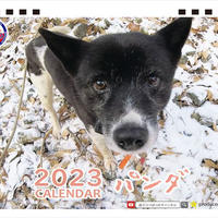 【予約販売】 犬のパンダ 2023年 卓上カレンダー TC23168