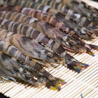 冷凍車海老 加熱調理用 500ｇ 隼人の恵み