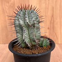 75、Euphorbia ホリダ