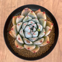 96、Echeveria colorata f.brandtii