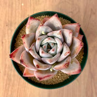 128、Echeveria colorata