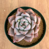 87、Echeveria colorata