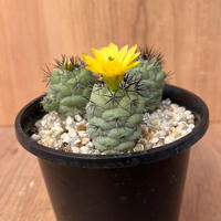 106、Ortegocactus マクドガリー