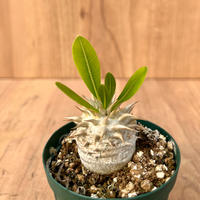 149、Pachypodium エブレネウム