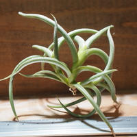 チランジア コルビー T Kolbii A01 Mar07 常葉植物園 Toki