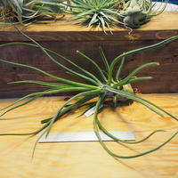 チランジア アエラントス テディベア T Aeranthos Teddy Bear