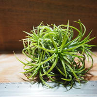 チランジア コルビー T Kolbii A01 Mar07 常葉植物園 Toki