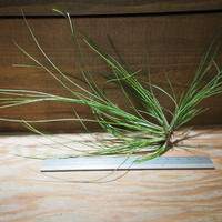 チランジア コルビー T Kolbii A01 Mar07 常葉植物園 Toki