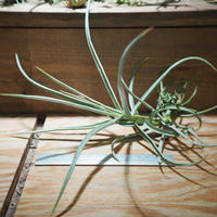 チランジア カピタータ モーブ Cl T Capitata Mauve Ab01