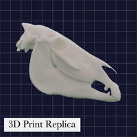 国立科学博物館のシマウマ（NSMT-M01825）の3Dプリントレプリカ