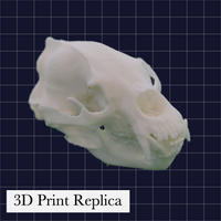 国立科学博物館のツキノワグマ（NSMT-M23133）の3Dプリントレプリカ
