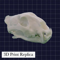 国立科学博物館のトラ（NSMT-M23565）の3Dプリントレプリカ