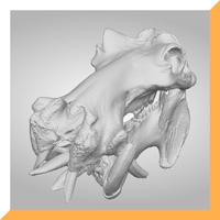 カバ_Hippopotamus_NSMT-M38622