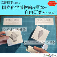 自由研究を博物館の標本でできる！立体標本（ライオン＆シマウマセット）