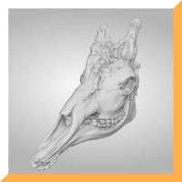キリン_Giraffe_NSMT-M34482