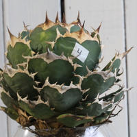 Agave titanota Jupiter