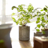 Plug New ハイドロカルチャー 水栽培容器 花瓶 Lotus Plus