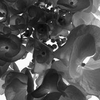 BW-flower-004_LL