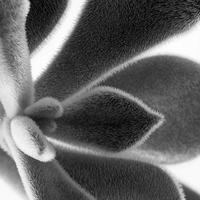 BW-Succulent-004_S