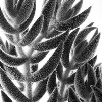 BW-Succulent-008_M