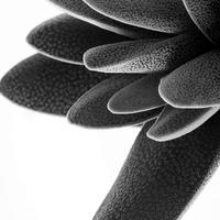 BW-Succulent-009_LL