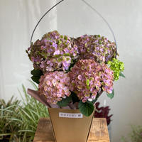 ポインセチア ウィンターローズ Musubu