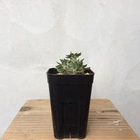 ポリゴナ綴化 Nakanostore