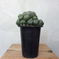 ポリゴナ綴化 Nakanostore