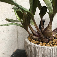 ネコノテシノブ 石化トキワシノブ On The Leaf