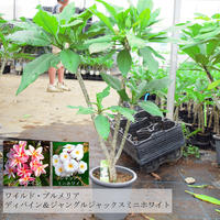 プルメリア 5号 1年生 高さ約50センチ 蕾無し 全12品種 Plumist プルメリア 5号 1年生 高さ約50センチ 蕾無し 全12品種 Plumist
