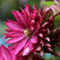 クレマチス グリーンパッション ローザンベリー多和田公式オンラインストア クレマチス グリーンパッション ローザンベリー多和田公式オンラインストア