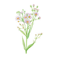 ストック ピンク フリー素材 植物生活別館