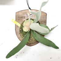 P1027 ビカクシダ ビーチー シルバーフロンド ベイチー ヴィーチー P. veitchii cv. Silver frond (pup) 板付け 子株 植物 コウモリラン