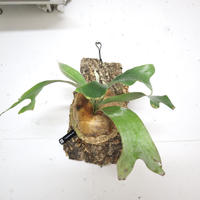 P1241 ビカクシダ  P. Spores #5 Mr Yot  コルク付き  観葉植物 コウモリラン ハンギング